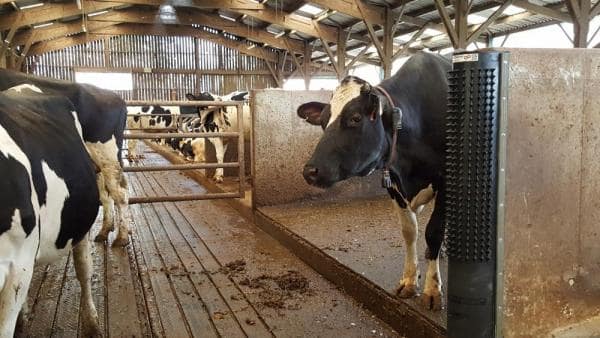 Grat'O Gratte -DairyScratchy 4